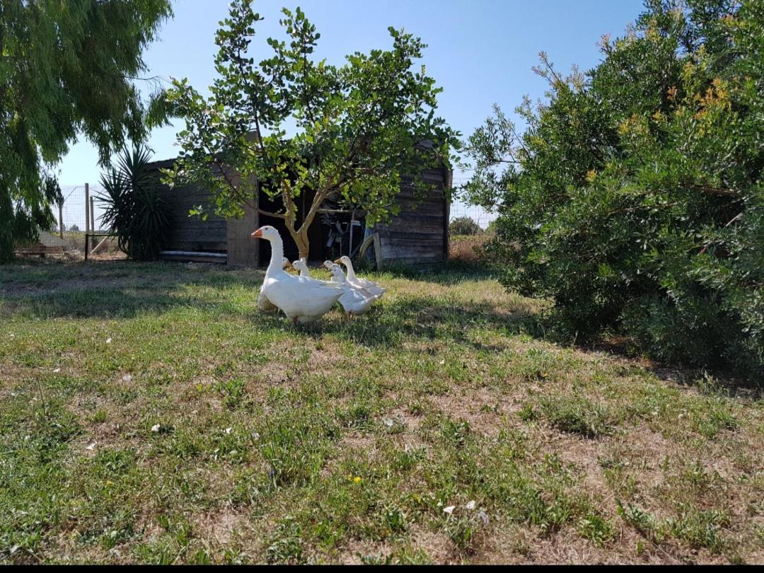 Villa Salento LapezzaAculuri Guagnano Esterno foto